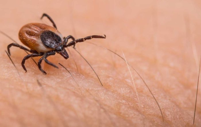 tick bite testing in new york city